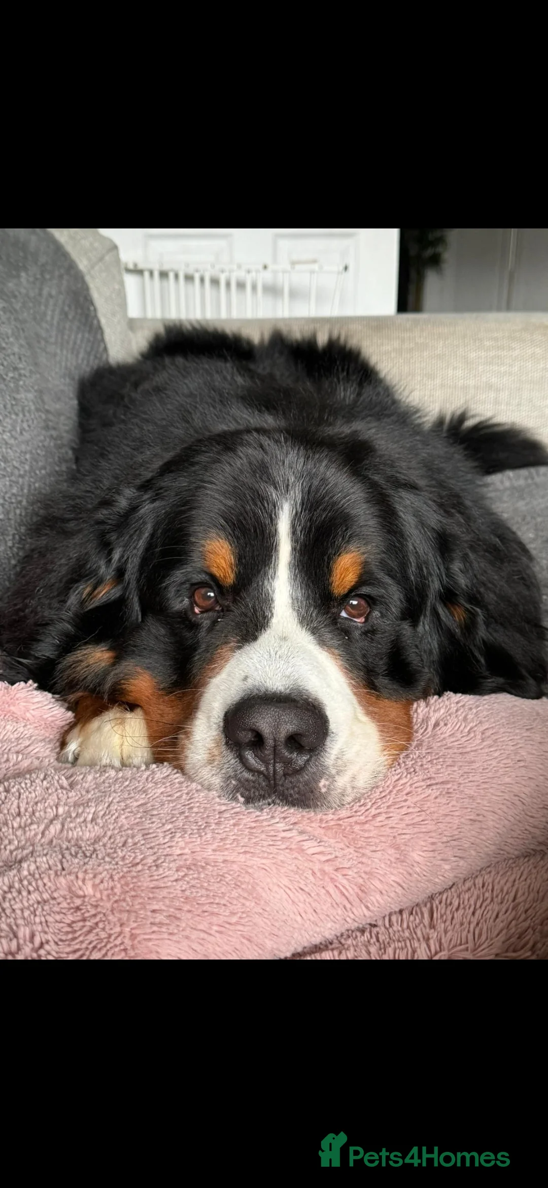 Bernese Mountain Dog dogs for stud: Proven Bernese Mountain Dog - Advert 5
