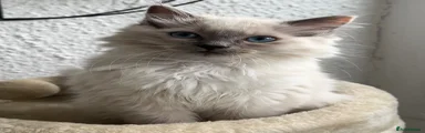 Ragdoll 3 (Fuzzie)