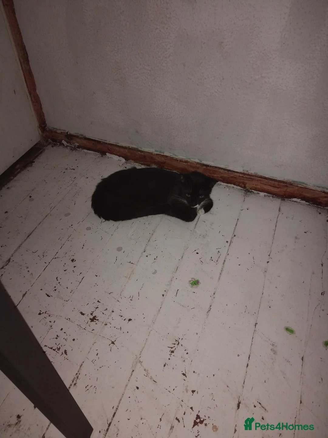 Mixed Breed cats for sale: 3 kittens  in Glasgow - Advert 1
