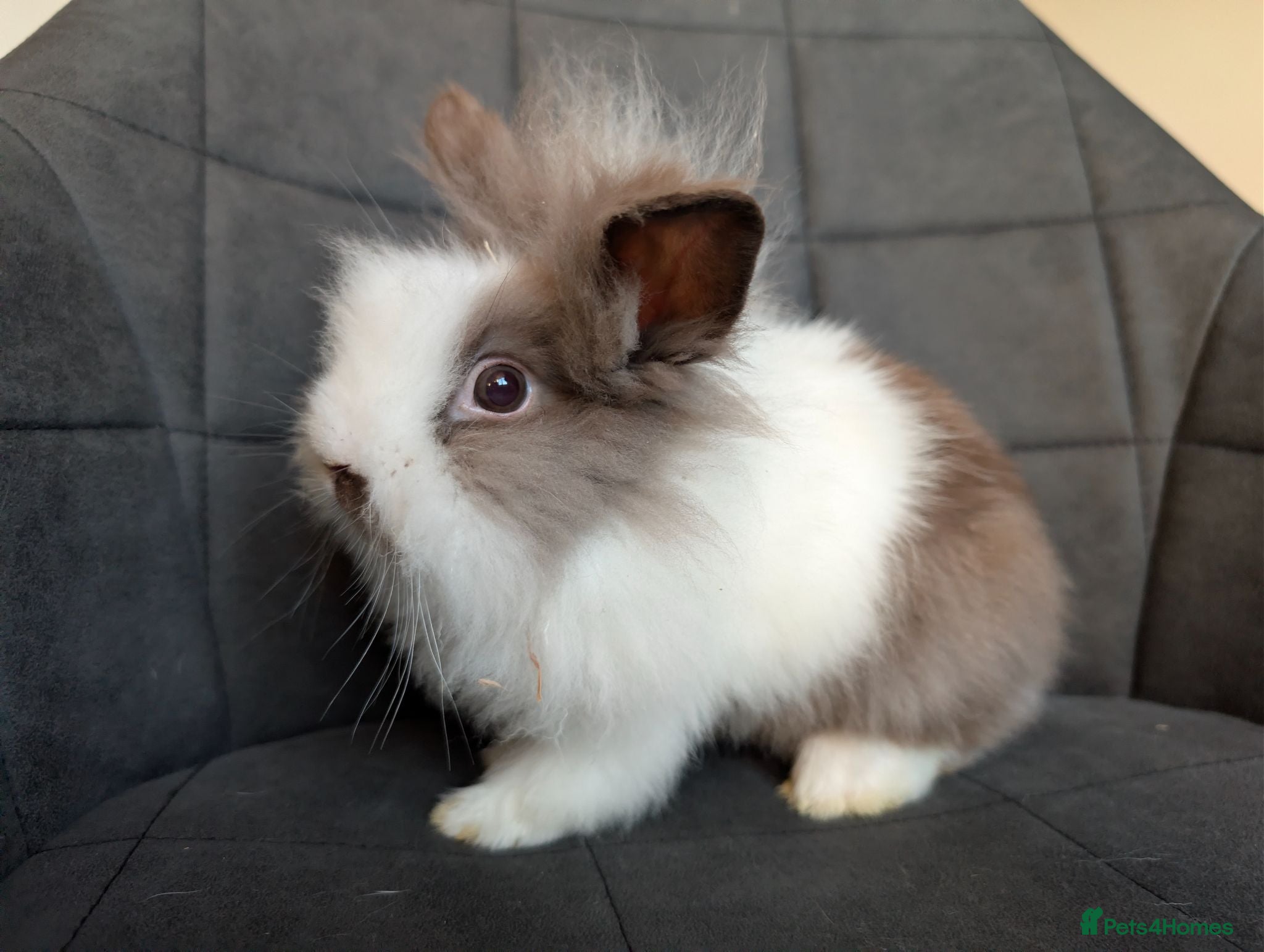Lionhead rabbits Double-maned BE Lionhead Rabbits for Sale - Advert 2
