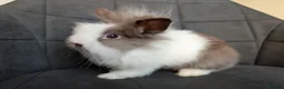 Lionhead rabbits for sale: Beautiful Double-maned Lionhead Rabbits for Sale - Advert 9