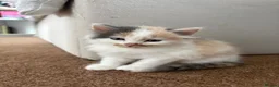 Mixed Breed cats for sale: Adorable kittens need loving homes! - Advert 7