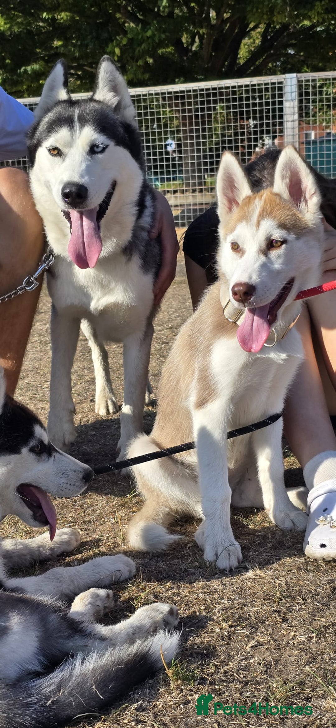 Siberian Husky dogs for sale: Just left 1 girls to reserve! SASHA in Southampton - Image 1