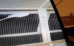 Budgerigars birds for sale: Budgies - Image 4