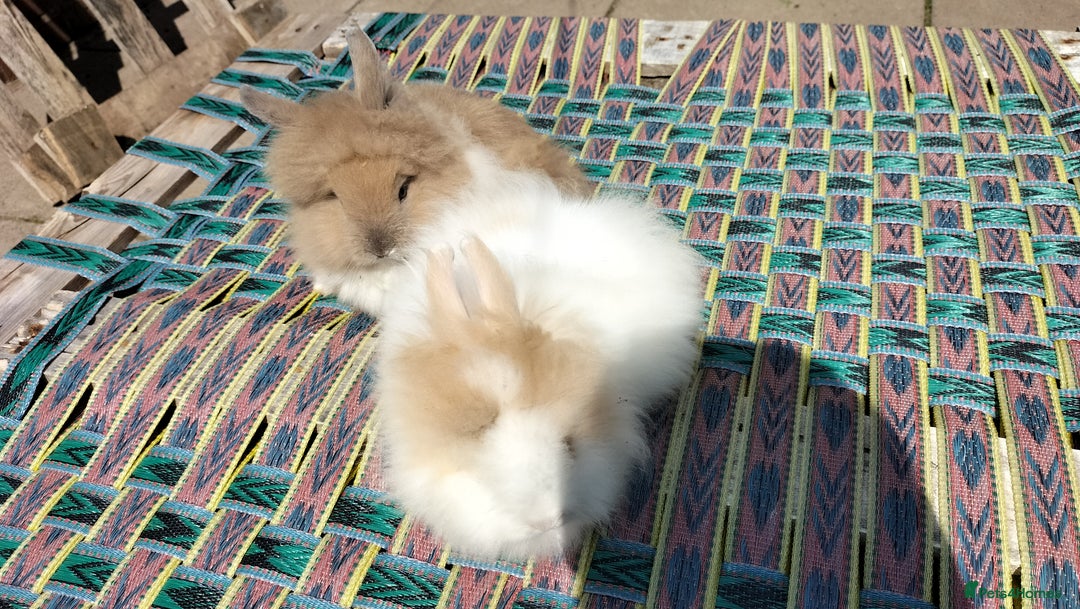 Lionhead rabbits for sale: Fluffy Lionhead Baby Bunnies – Raised with Love in Smethwick - Image 7