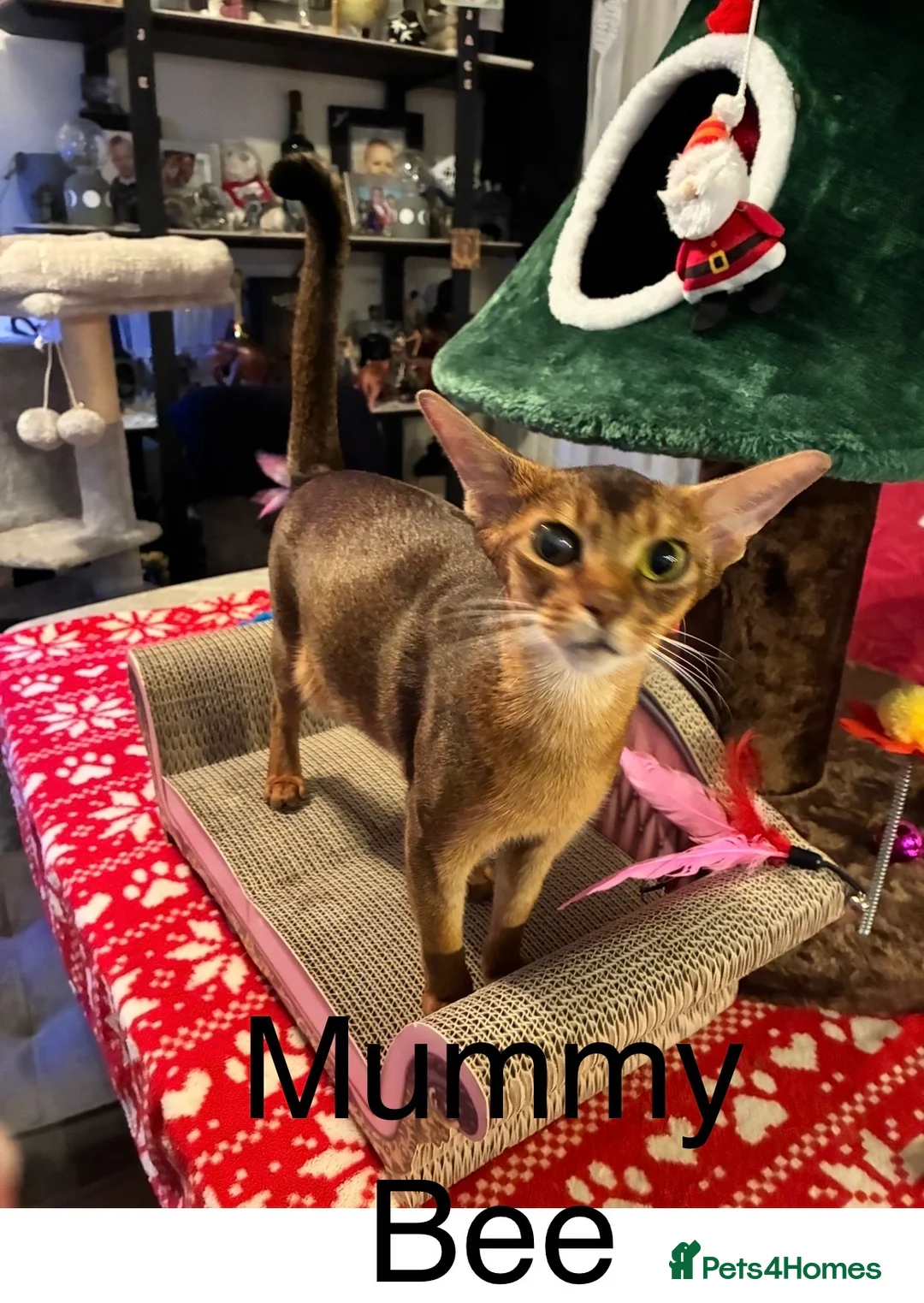 Abyssinian cats for sale: Abyssinian kittens looking for forever homes - Advert 16