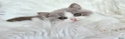 British Shorthair cats for sale: Stunning British shorthair kittens  - Advert 27