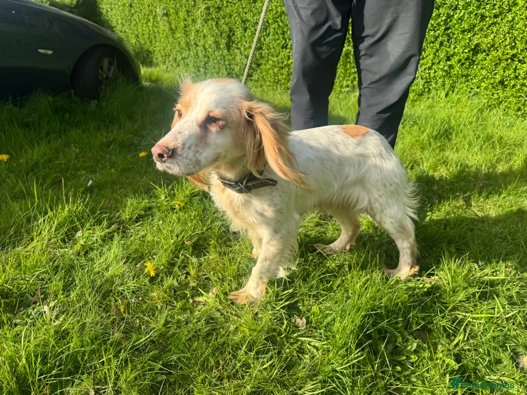 Cockapoo dogs for sale: Stunning cockapoos  - Advert 4