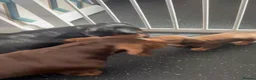 Miniature Dachshund dogs for sale: Miniature Dachshund ( Girl ) in Romford - Advert 2