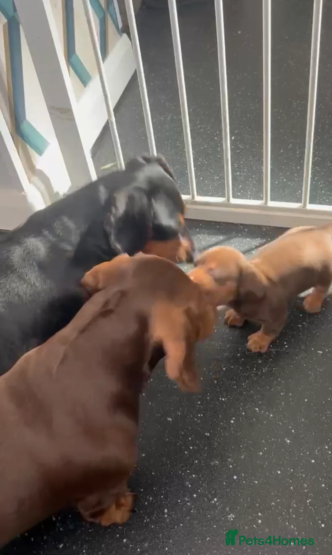 Miniature Dachshund dogs for sale: Miniature Dachshund ( Girl ) in Romford - Advert 2