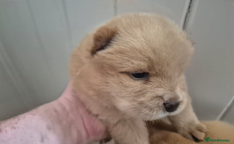 Chow Chow dogs - Advert 1