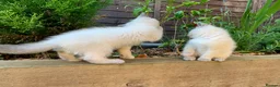 Ragdoll cats for sale: Male/Female Kitten Looking for a Loving  Home in Newport Pagnell - Advert 11