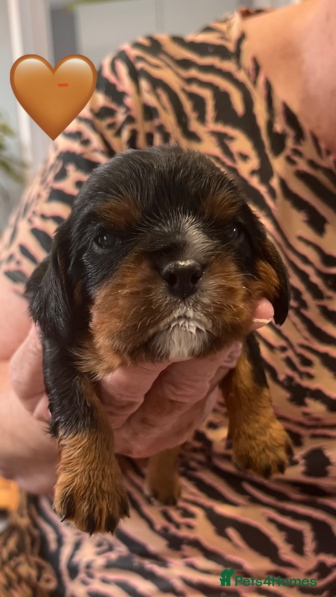 Cavalier King Charles Spaniel dogs for sale: Health Tested Parents - Image 21
