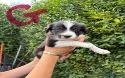 Border Collie dogs for sale: Border collie puppies ** Ready to Leave ** - Image 13