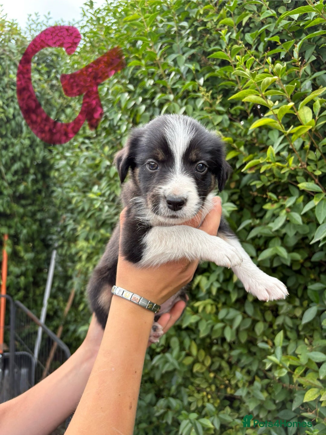 Border Collie dogs for sale: Border collie puppies ** Ready to Leave ** - Image 13