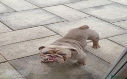 English Bulldog dogs for sale: 3 Year old Beautiful Lilac and Tan Male - Image 4