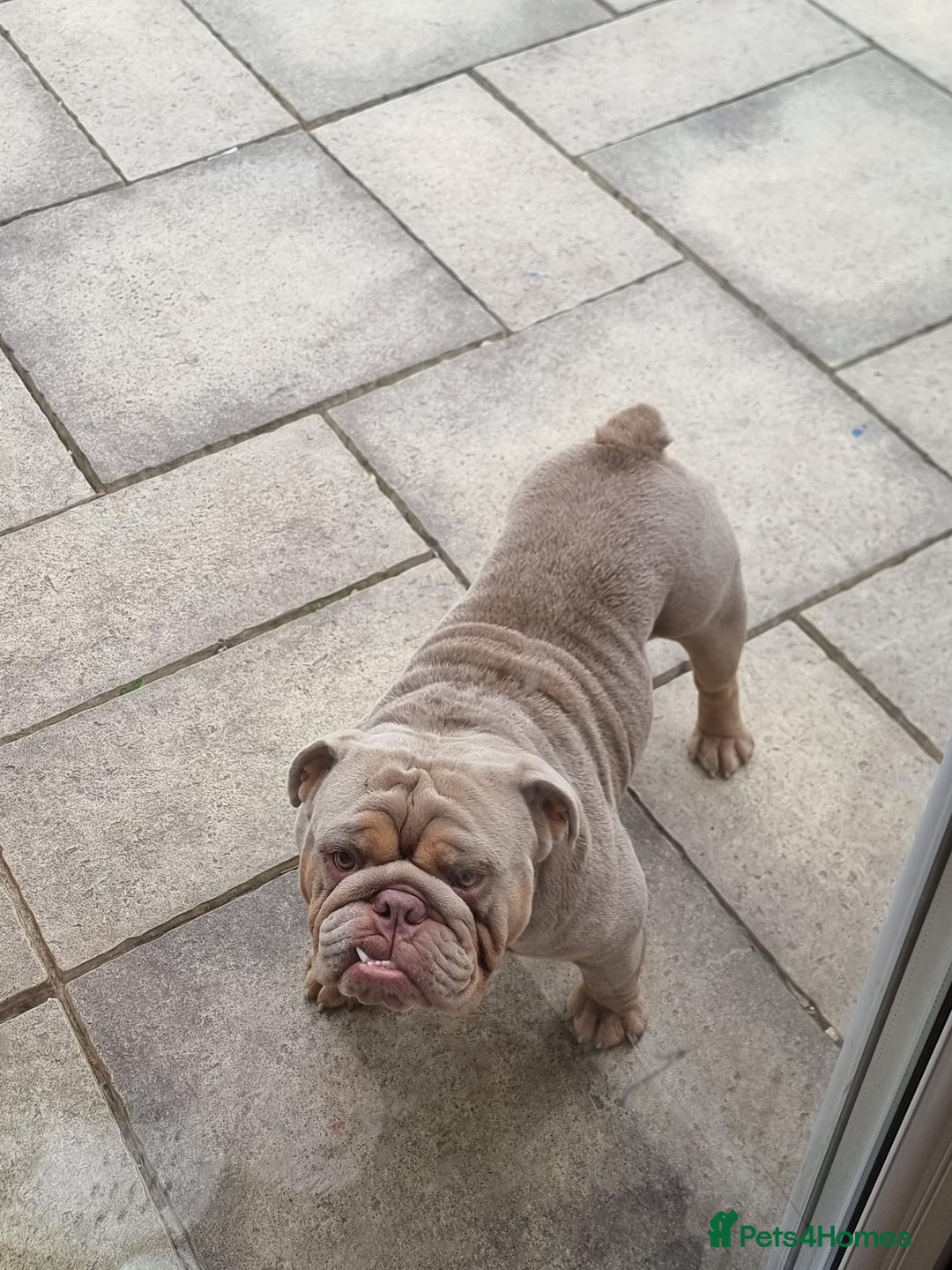 English Bulldog dogs for sale: 3 Year old Beautiful Lilac and Tan Male - Image 4