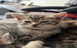 Pixie Bob cats for sale: 3 pixie bob kittens for sale  - Image 2