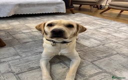 Labrador Retriever dogs for sale: Labrador retriever  - Advert 1