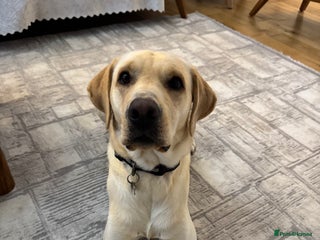 Labrador Retriever dogs Labrador retriever - Advert 1