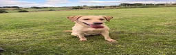 Labrador Retriever dogs for sale: KC Registered Red Fox/Golden Labrador Puppies  - Advert 4