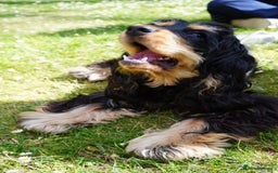 Cocker Spaniel dogs for sale: Adorable and Playful English Cocker Spaniel Puppy - Advert 2