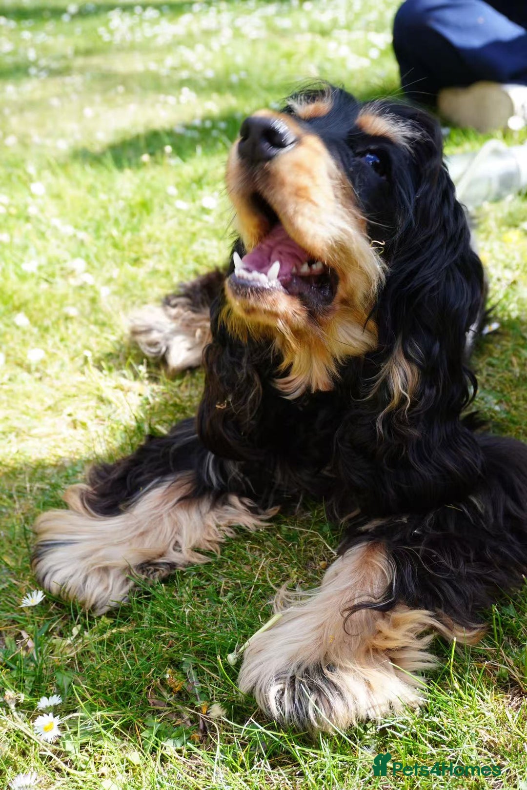 Cocker Spaniel dogs for sale: Adorable and Playful English Cocker Spaniel Puppy - Advert 2