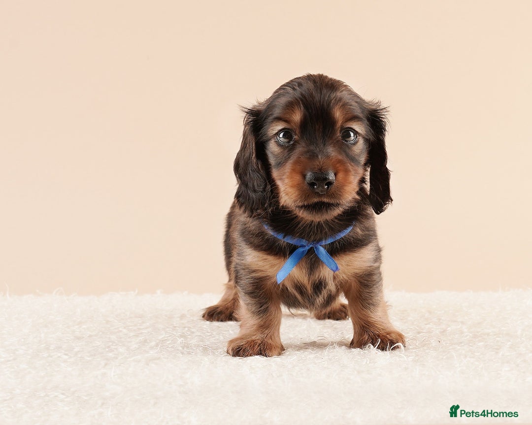 Miniature Dachshund dogs for sale: KC REG long hair miniature dachshund  - Image 3