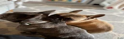 French Bulldog dogs for sale: 2 French Bulldogs to rehome  - Advert 3