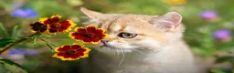 British Shorthair cats for sale: STUNNING GOLDEN BSH NY12 GCCF FEMALE KITTEN  - Advert 7