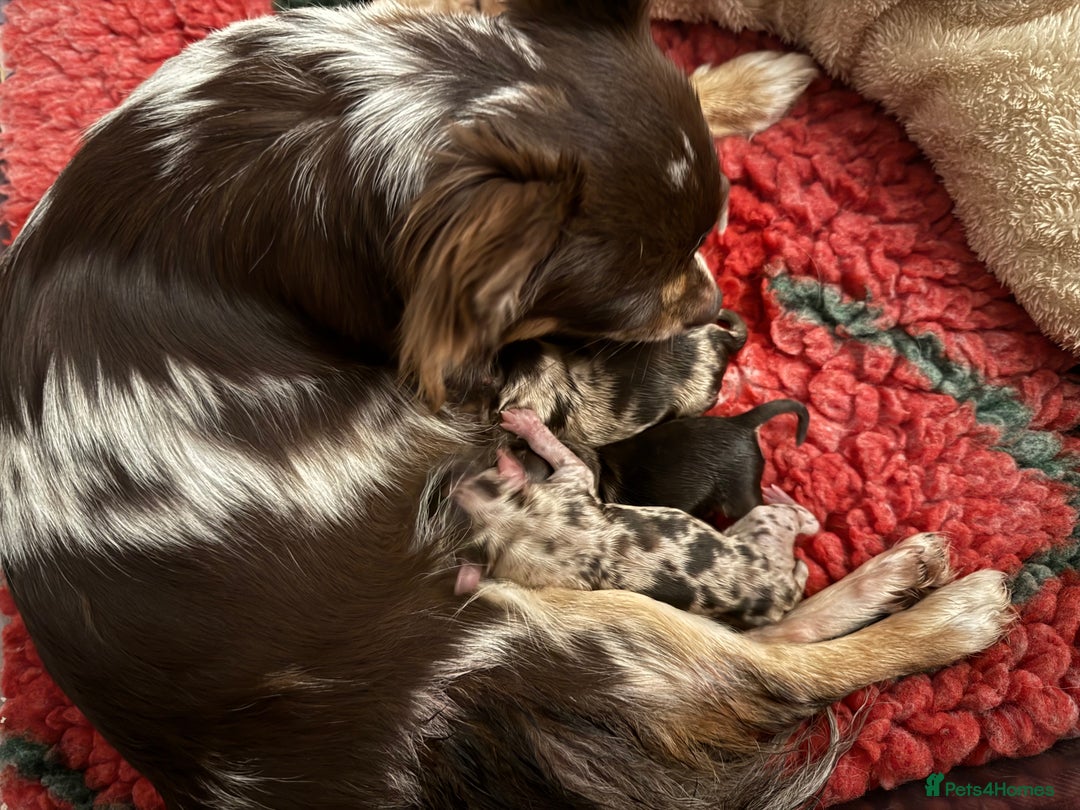 Chihuahua dogs for sale: Chocolate Merle Longhair Chihuahua,1boy 1girl left - Image 17