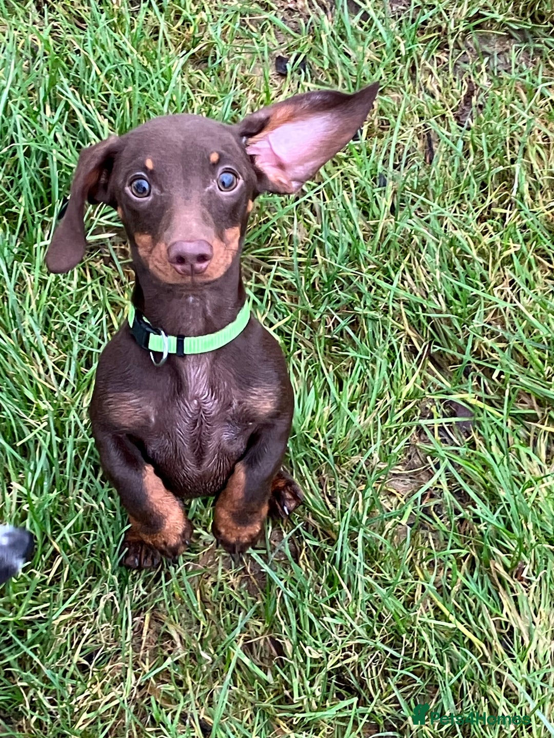 Miniature Dachshund dogs for sale: KC Registered Mini Dachshund  - Advert 4