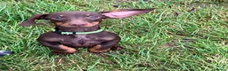 Miniature Dachshund dogs for sale: SOLD KC Registered Mini Dachshund  - Advert 4