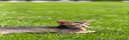 Abyssinian cats for sale:     Gorgeous kittens from champion parents 😽 - Advert 17