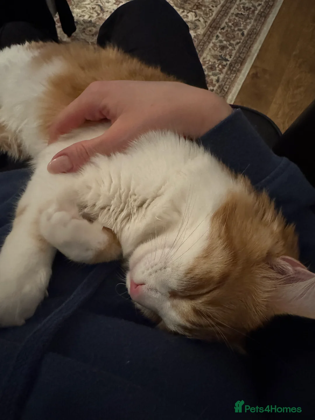 Mixed Breed cats for sale: Ginger boy mixed with ragdoll - Advert 2