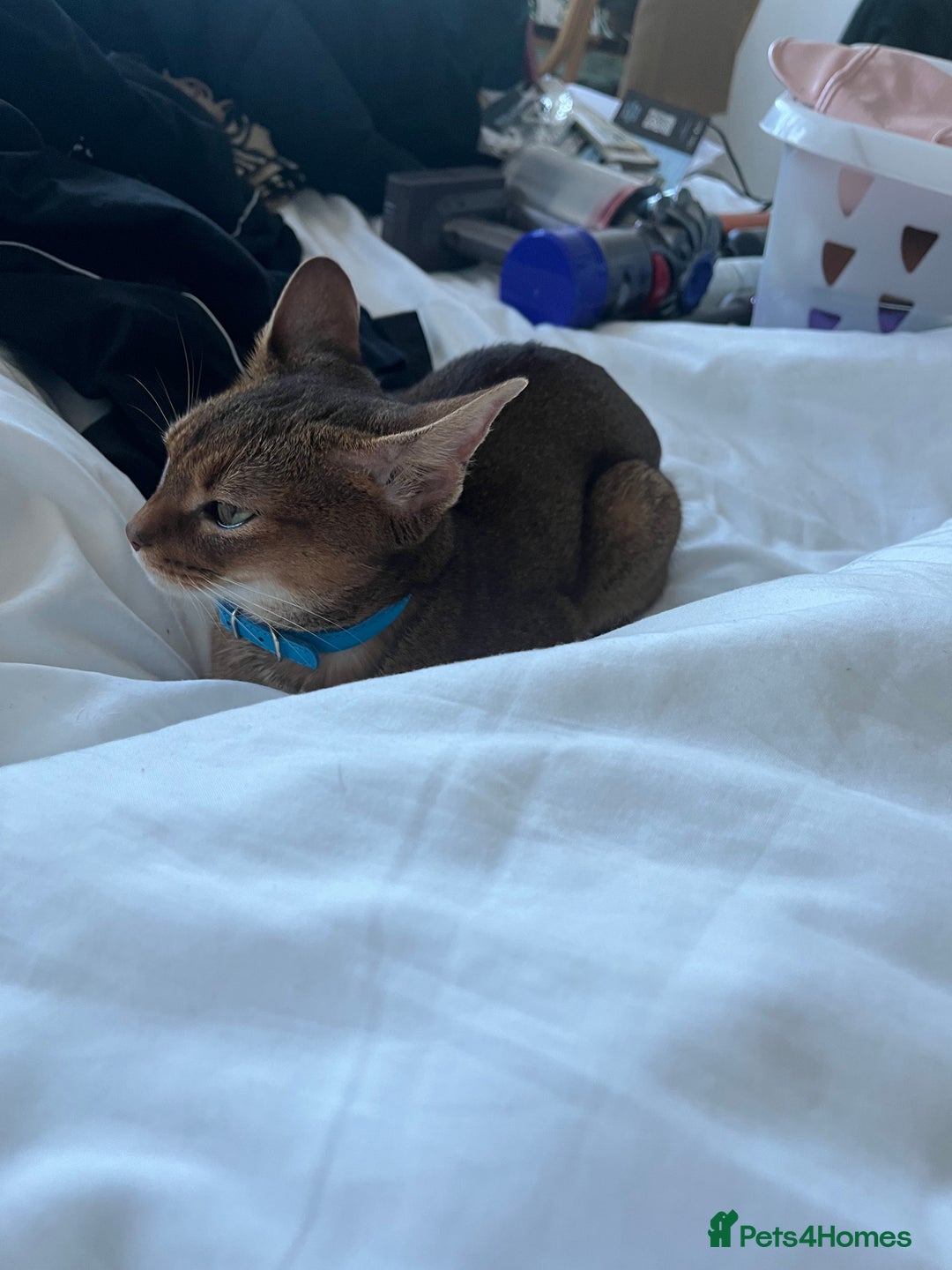 Abyssinian cats for sale: Pedigree TICA registered Beautiful Abyssinian - Advert 18