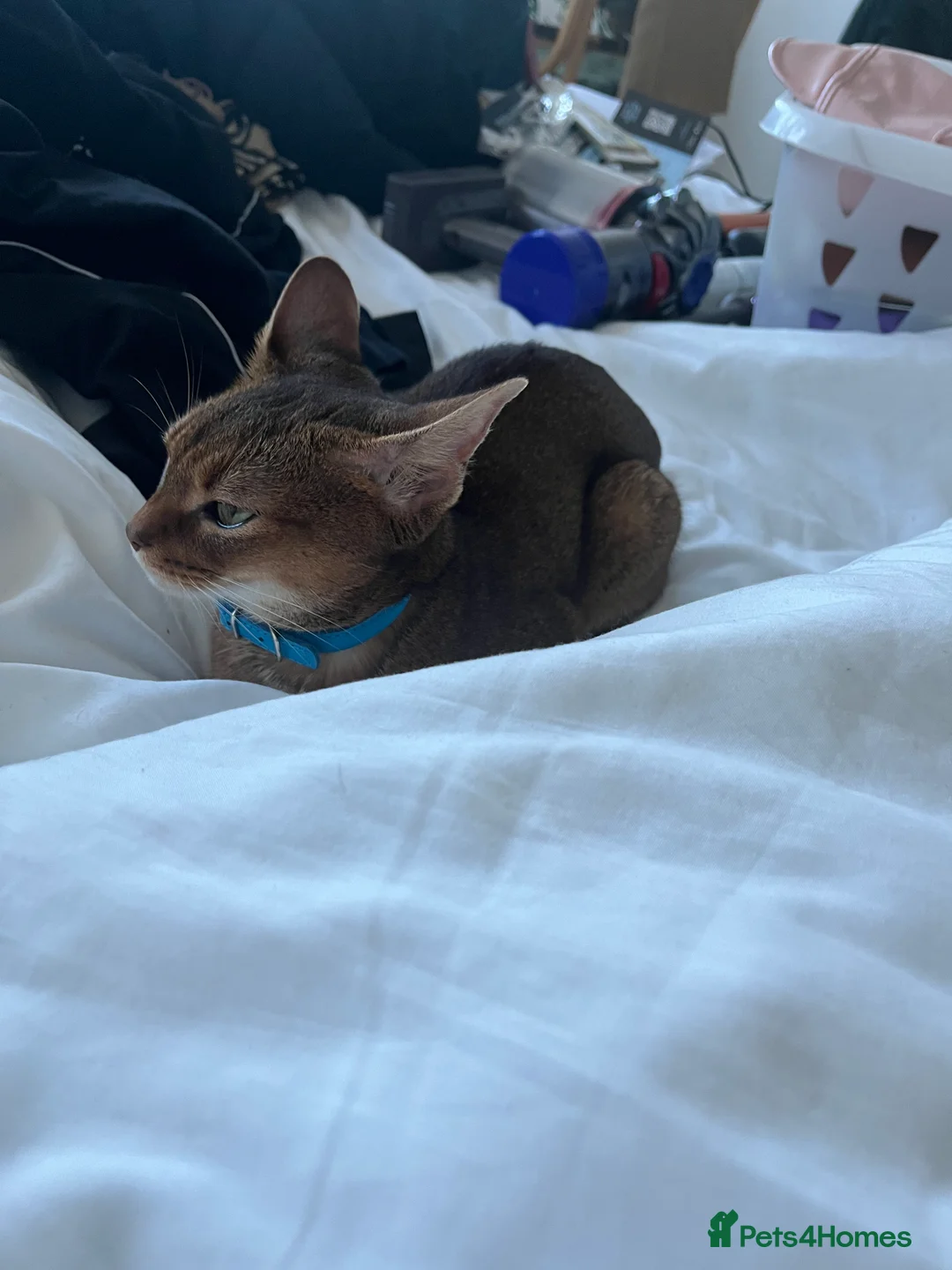 Abyssinian cats for sale: Pedigree TICA registered Beautiful Abyssinian - Advert 18