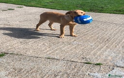 Labrador Retriever dogs for sale: Foxred/Yellow Labradors 5* Licensed Breeder in Catterick Garrison - Image 3