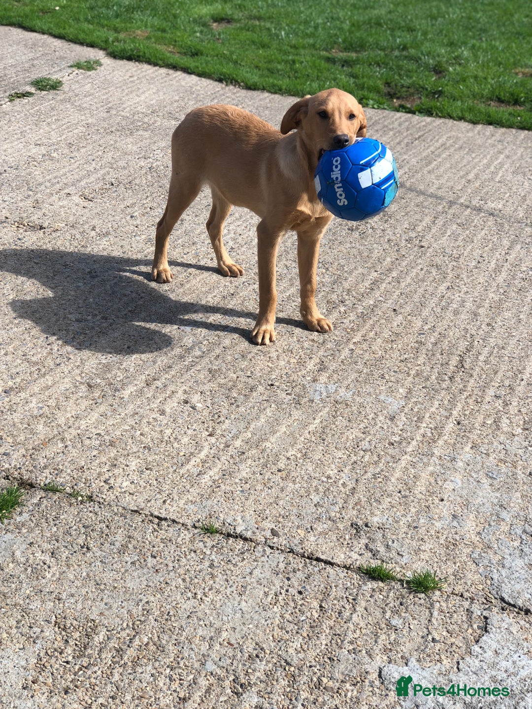 Labrador Retriever dogs for sale: Foxred/Yellow Labradors 5* Licensed Breeder in Catterick Garrison - Image 3