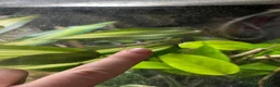 Gecko reptiles for sale: Mourning Gecko Colony - Full Setup in Warwick - Advert 3