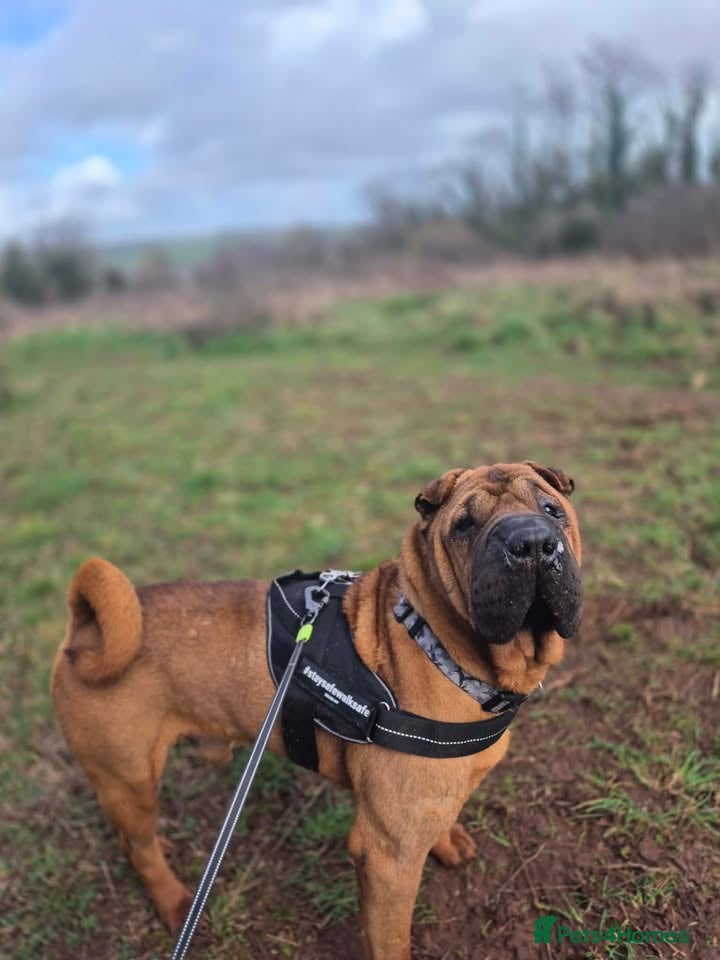 Shar Pei dogs RAPTOR - 9 year Shar Pei - Advert 3