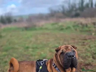 Shar Pei dogs RAPTOR - 9 year Shar Pei - Advert 3