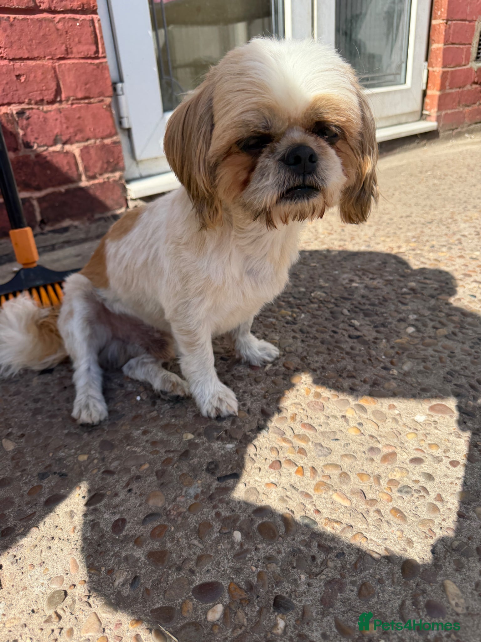 Shih Tzu dogs for sale: ROLO – LOOKING FOR HIS FOREVER HOME - Advert 6
