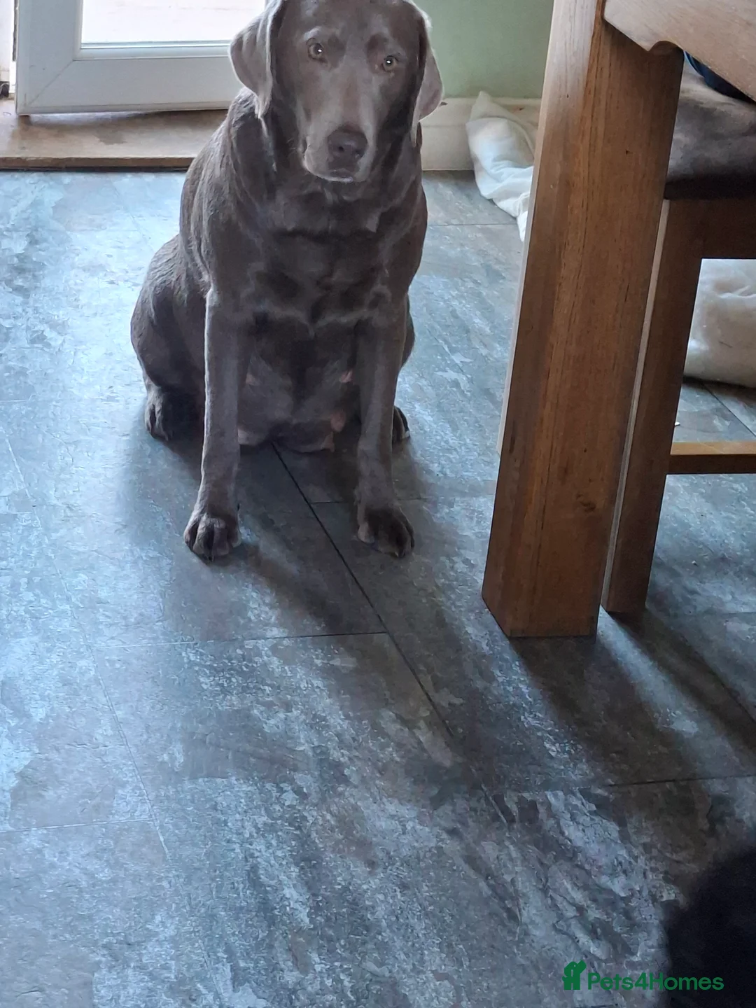 Labrador Retriever dogs for sale: KC reg black labrador  - Advert 3