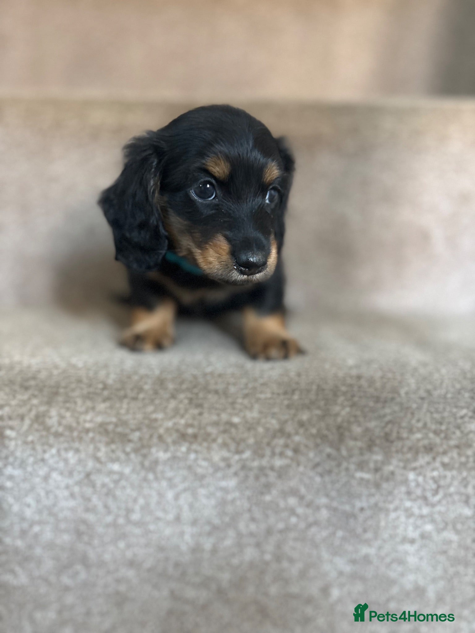 Miniature Dachshund dogs Last boy longhaired PRA clear - Advert 4