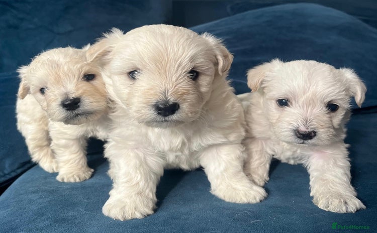 Mixed Breed dogs - Advert 1