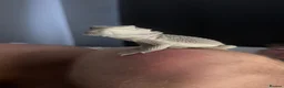 Bearded Dragon reptiles for sale: Hypo zero -echo - Advert 3