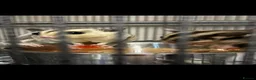 Sugar Glider rodents for sale: Female and male baby sugar gliders - Advert 2