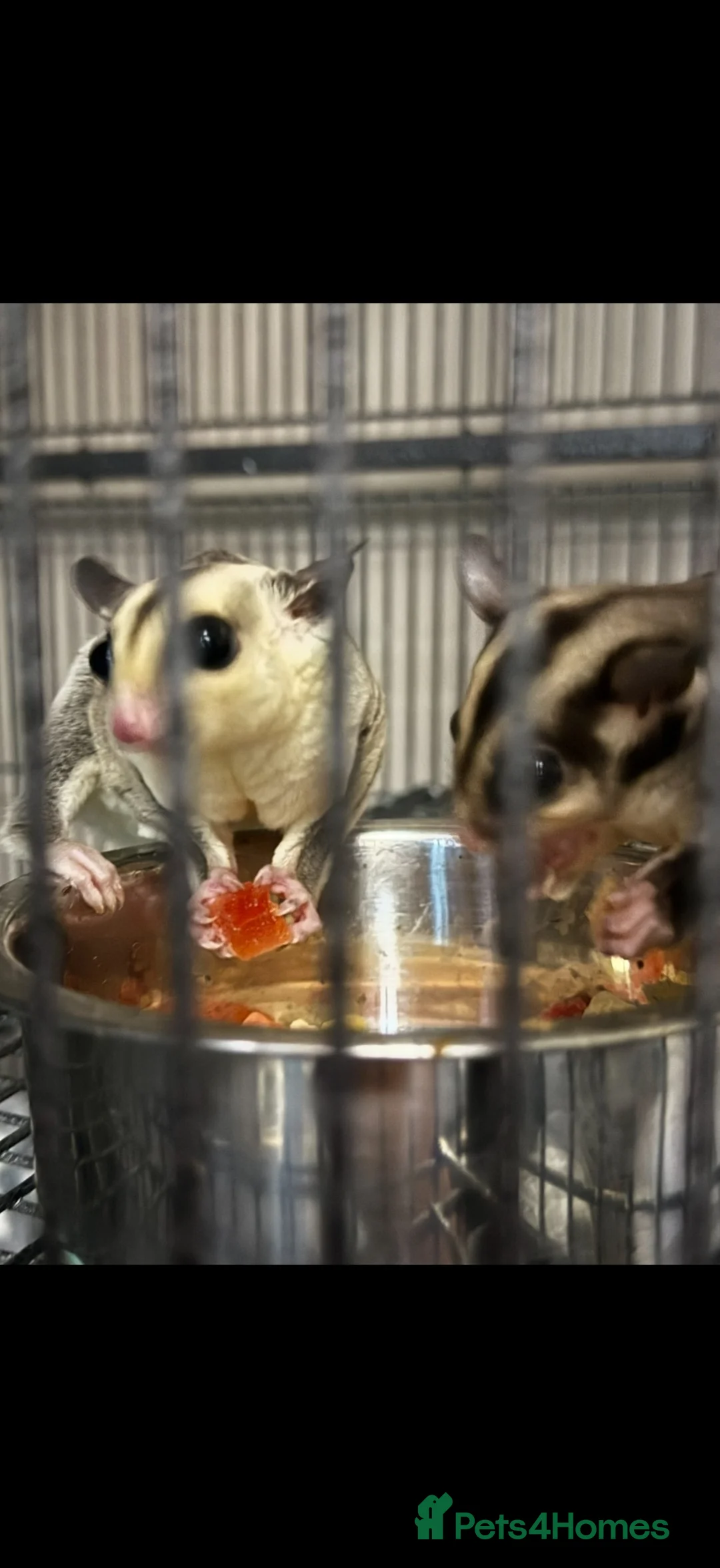 Sugar Glider rodents for sale: Female and male baby sugar gliders - Advert 2