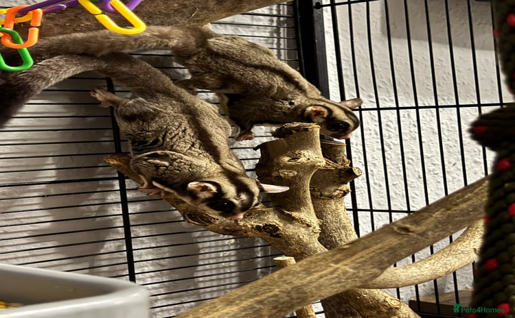 Sugar Glider rodents Two sugar gliders and full set up - Advert 4